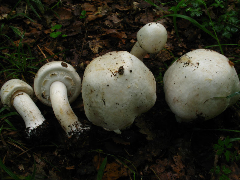 Agaricus a crescita cespitosa